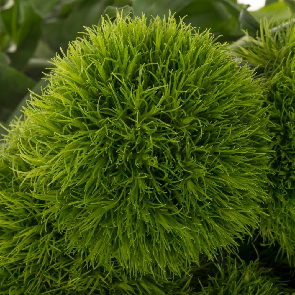 Bartnelke grün Kiwi Cool 65cm