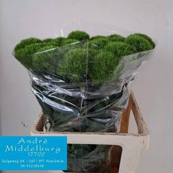 Bartnelke dunkel grün Kiwi Mellow Cool 65cm