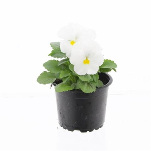 Stiefmütterchen F1 weis T09 H015