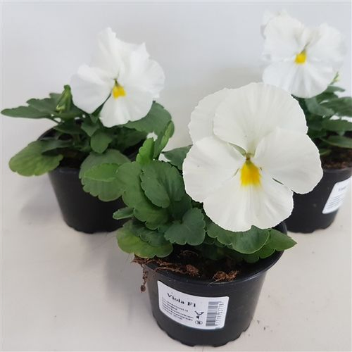 Stiefmütterchen F1 weis T09 H015