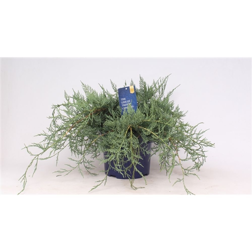 Juniperus Owl T23 H45