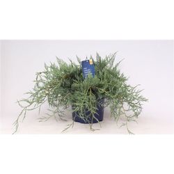 Juniperus Owl T23 H45