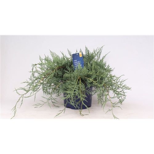 Juniperus Owl T23 H45