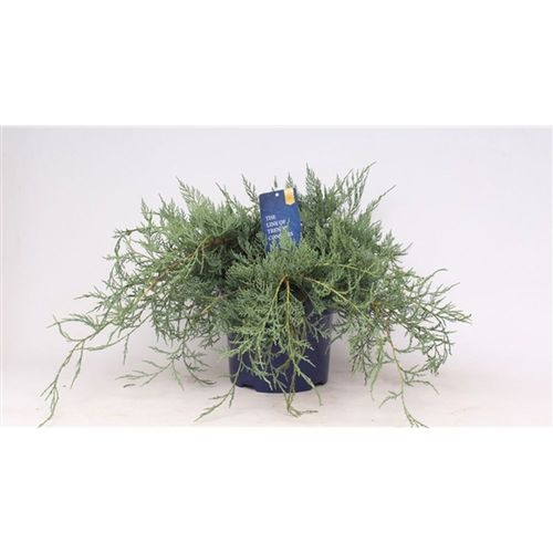Juniperus Owl T23 H45