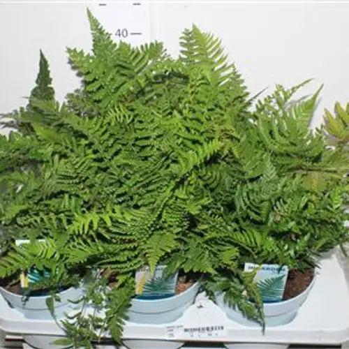 Farne mix Schnapch. Von Uh T17 H055