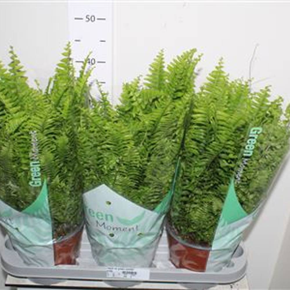 Nephr Green Moment Schnapch. Von Uh T17 H055
