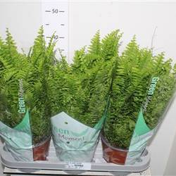 Nephr Green Moment Schnapch. Von Uh T17 H055