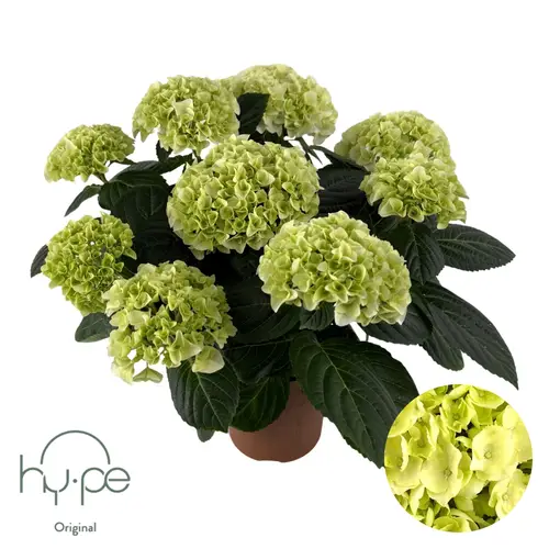 Hortensie Mophead weiss 7+Blüte T14 H040