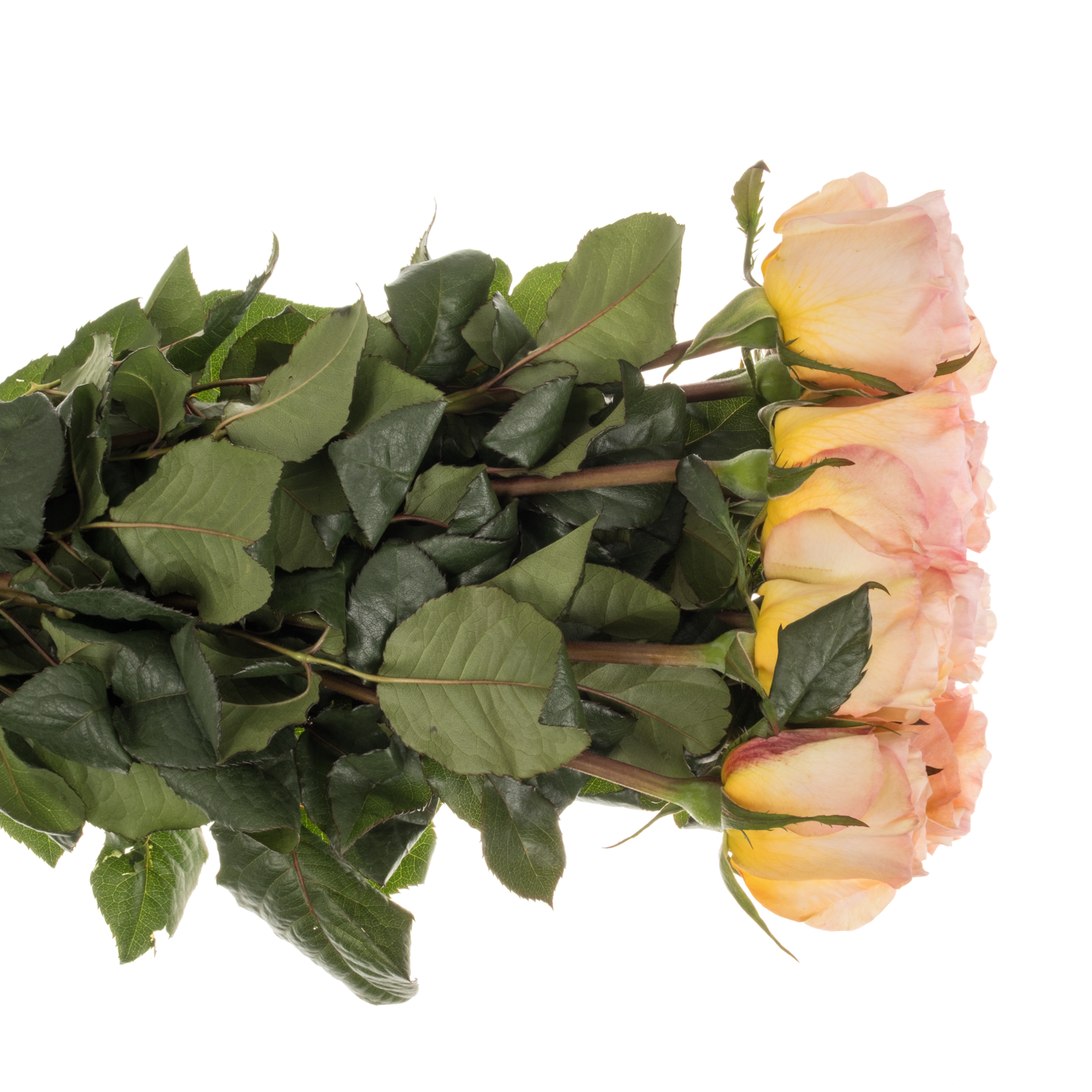 Rose apricot Tie Dye 50cm