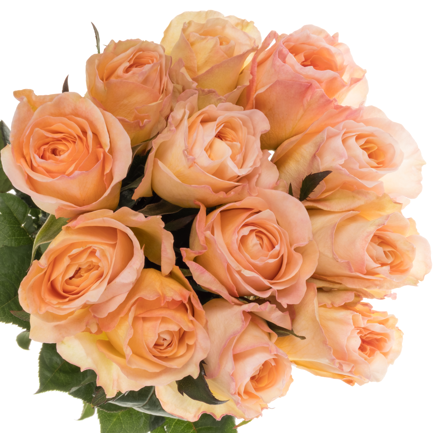 Rose apricot Tie Dye 50cm