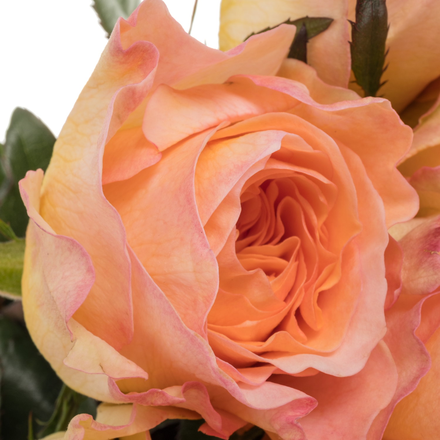 Rose apricot Tie Dye 50cm