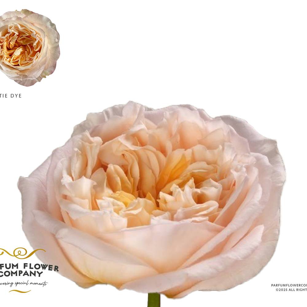 Rose apricot Tie Dye 50cm