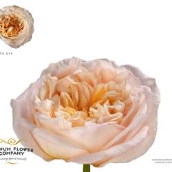 Rose apricot Tie Dye 50cm