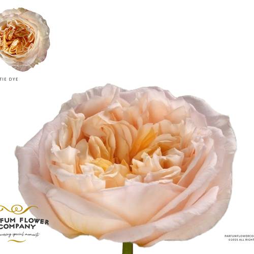 Rose apricot Tie Dye 50cm