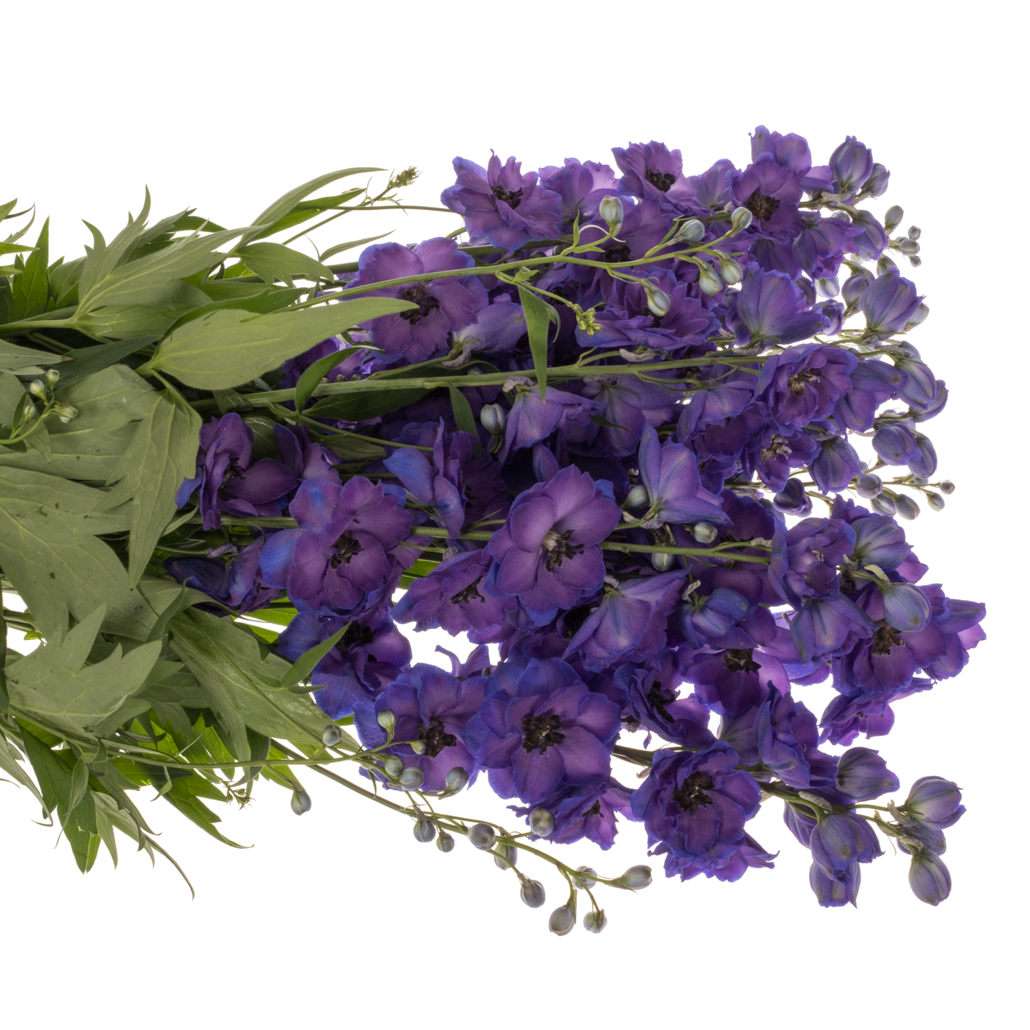 Delphinium violett/blau Emerald 90cm