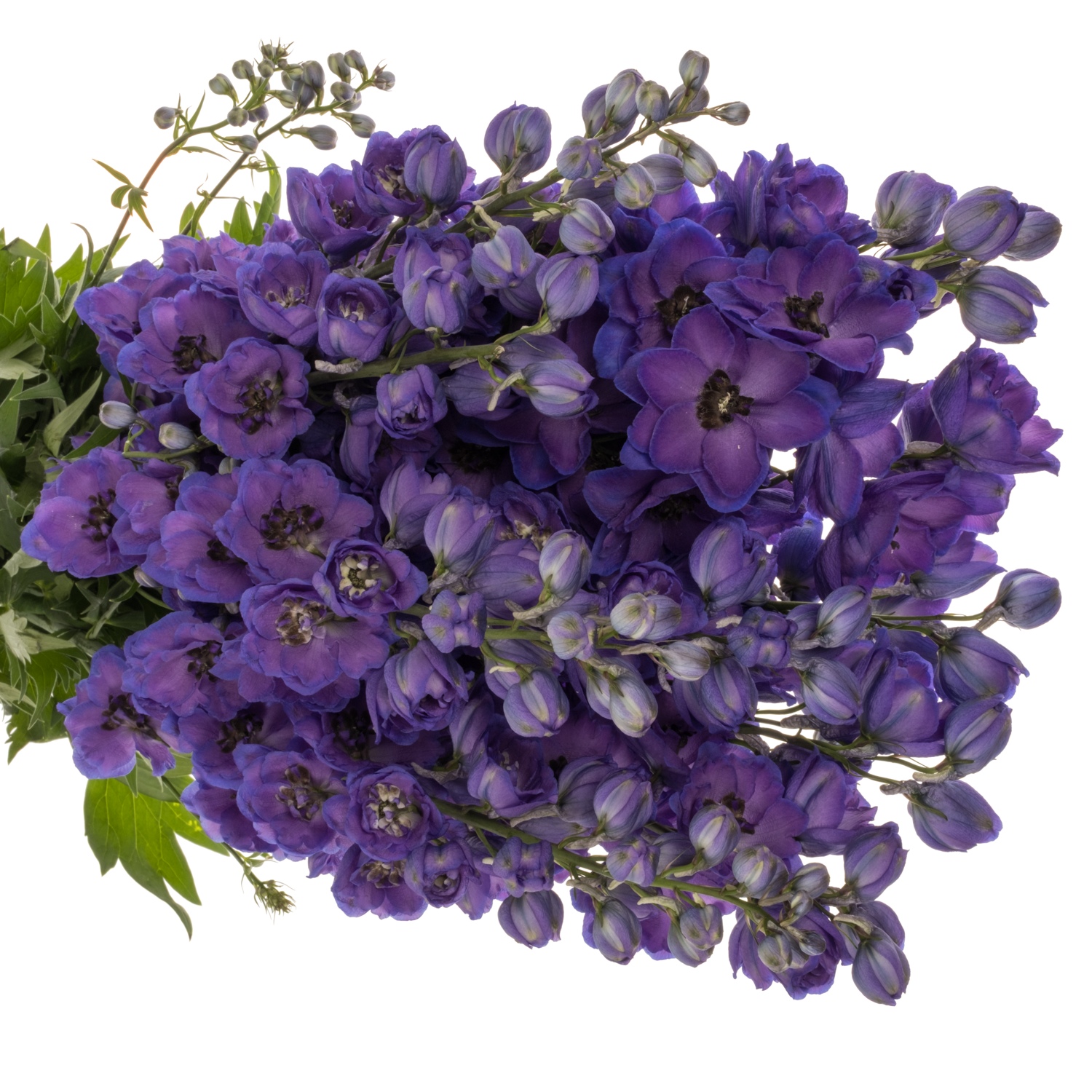 Delphinium violett/blau Emerald 90cm