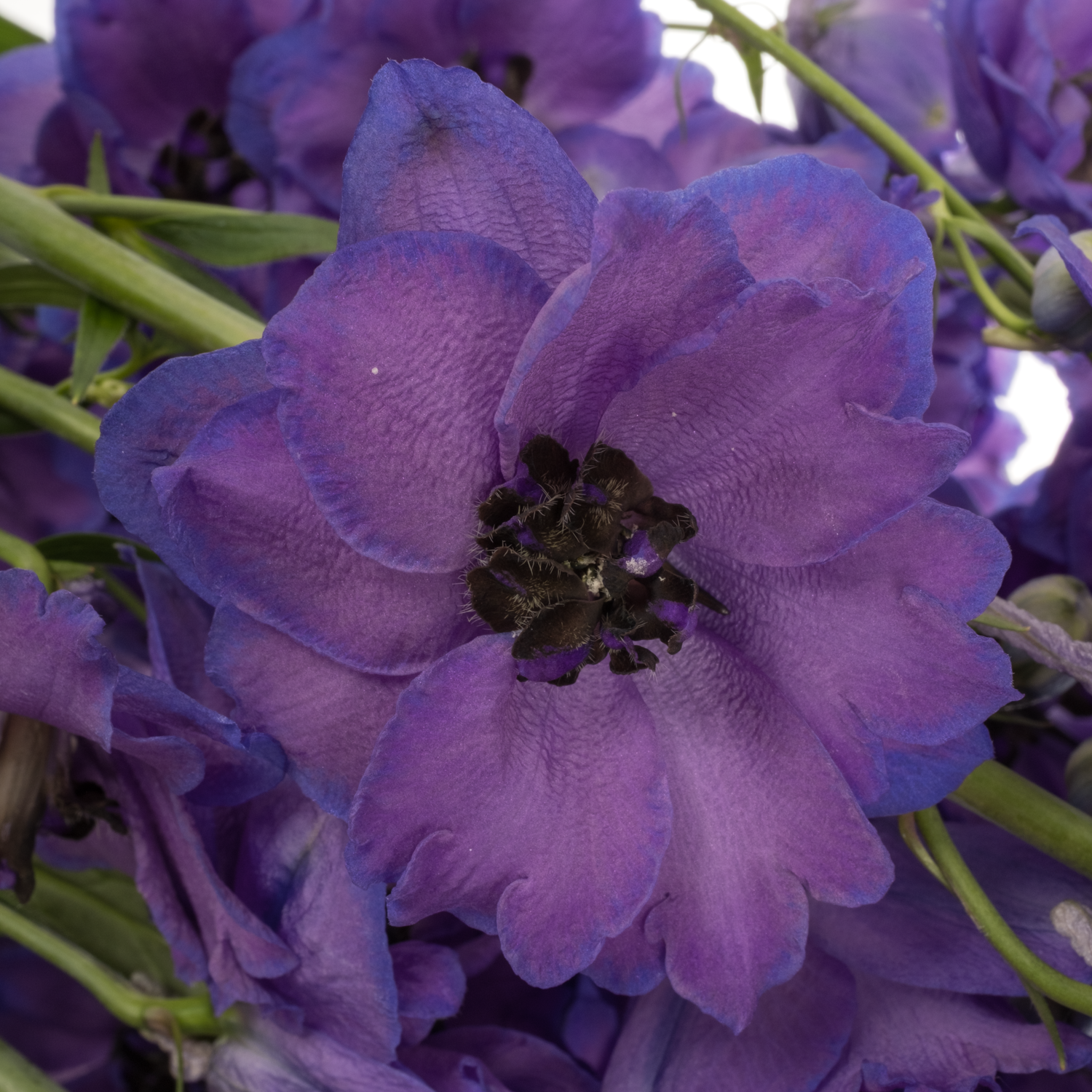 Delphinium violett/blau Emerald 90cm