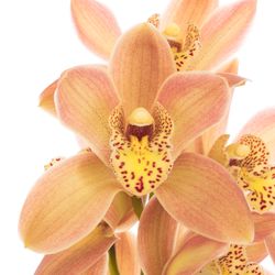 Mini Cymbidium orange P11 60cm 12+Blüte