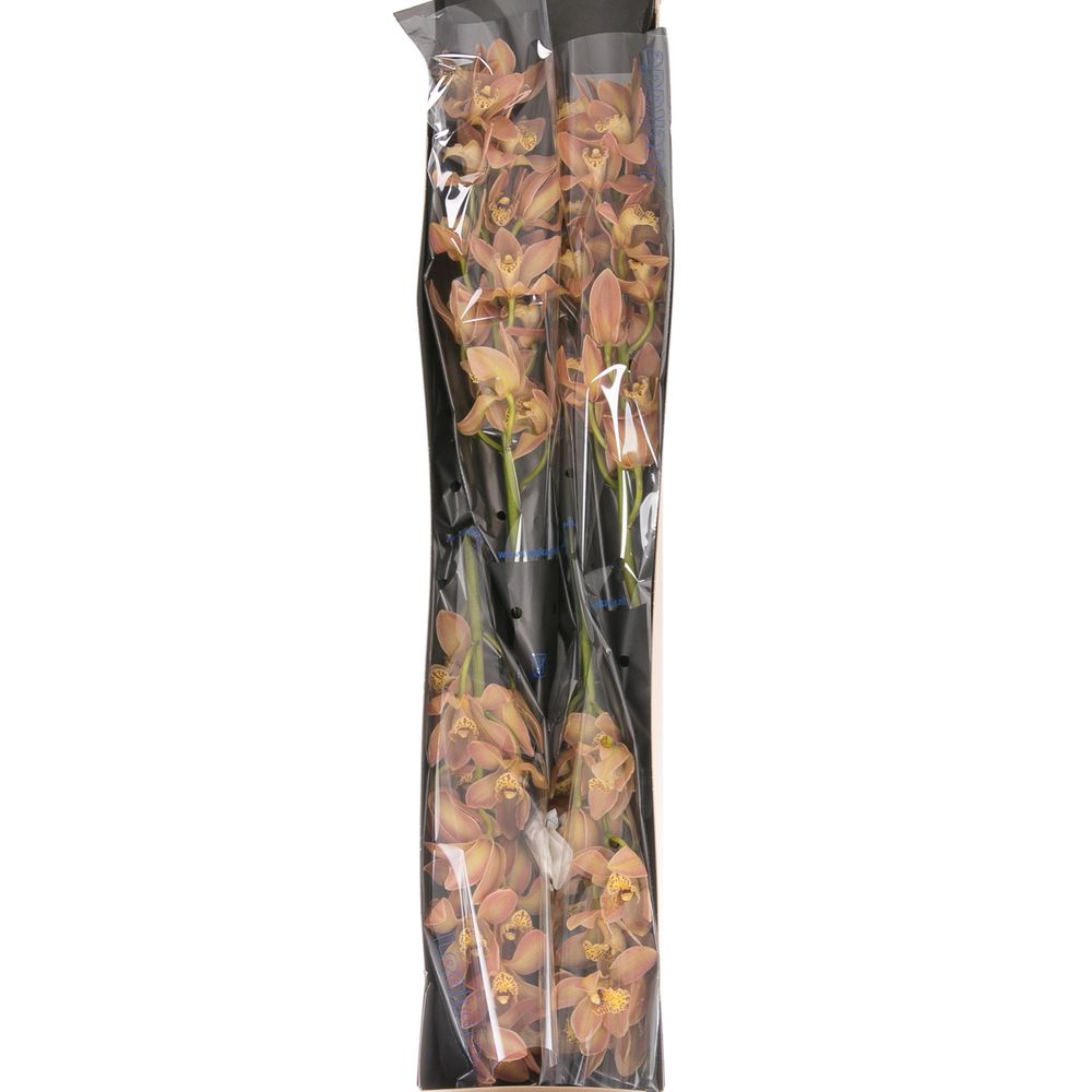 Mini Cymbidium orange P11 60cm 12+Blüte