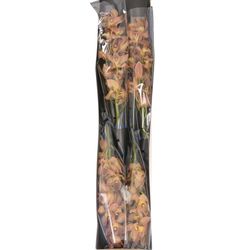 Mini Cymbidium orange P11 60cm 12+Blüte