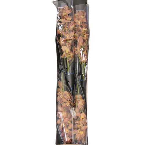 Mini Cymbidium orange P11 60cm 12+Blüte