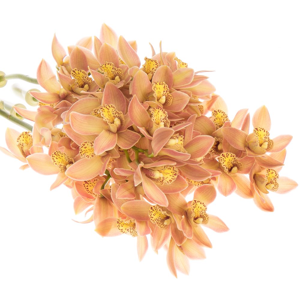 Mini Cymbidium orange P11 60cm 12+Blüte