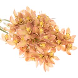 Mini Cymbidium orange P11 60cm 12+Blüte