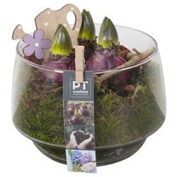 Hyazinthe.Arr PTHC9199 T17 H019