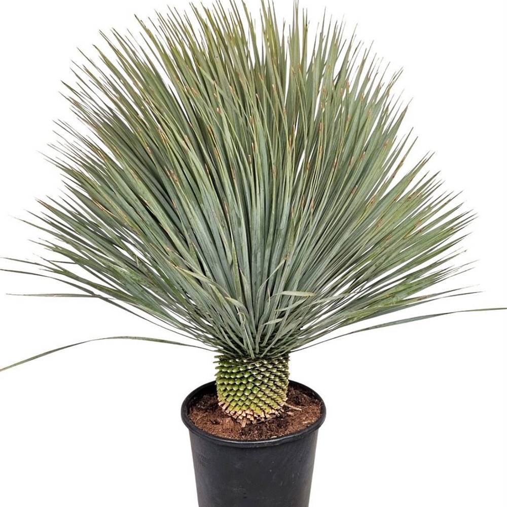 Yucca Rostrata T33 H120