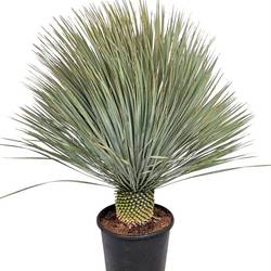 Yucca Rostrata T33 H120
