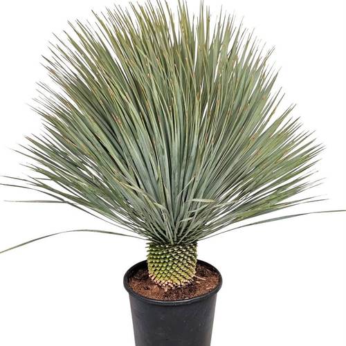 Yucca Rostrata T33 H120