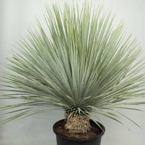 Yucca Rostrata T33 H120