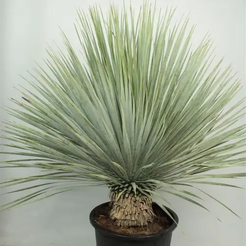 Yucca Rostrata T33 H120