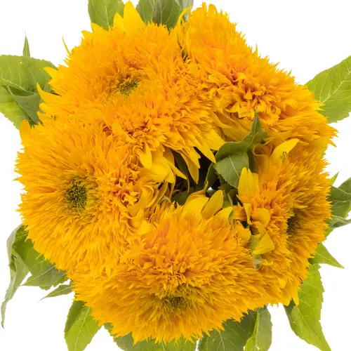 Sonnenblume gelb Sun King 60cm