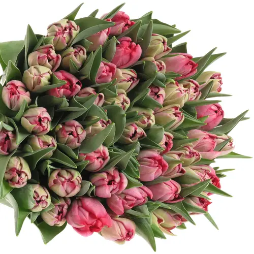 Tulpe pink doppel Rouge 28 Gramm