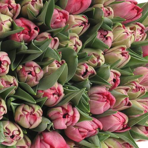 Tulpe pink doppel Rouge 28 Gramm