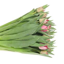 Tulpe pink doppel Rouge 28 Gramm