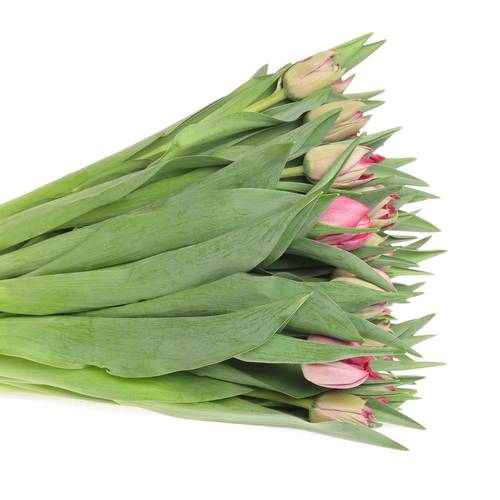 Tulpe pink doppel Rouge 28 Gramm