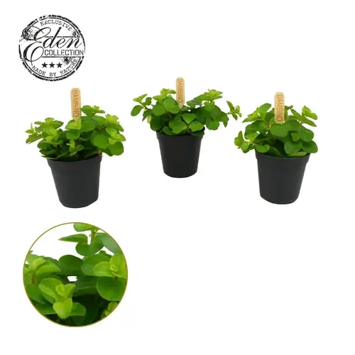 Peperomia Rotundifolia T05,5 H010