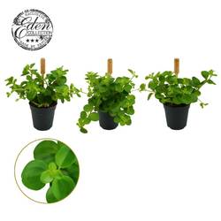 Peperomia Rotundifolia T05,5 H010