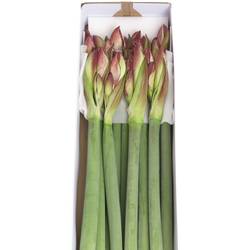 Amaryllis Krt.rot/weiss Showmaster X18