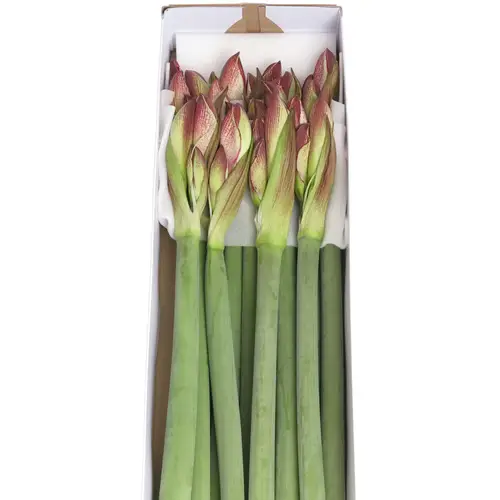 Amaryllis Krt.rot/weiss Showmaster X18