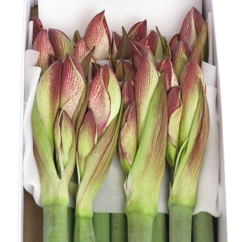 Amaryllis Krt.rot/weiss Showmaster X18