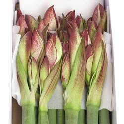 Amaryllis Krt.rot/weiss Showmaster X18