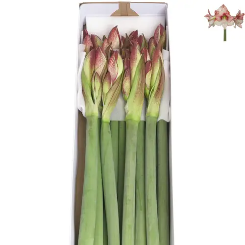 Amaryllis Krt.rot/weiss Showmaster X18