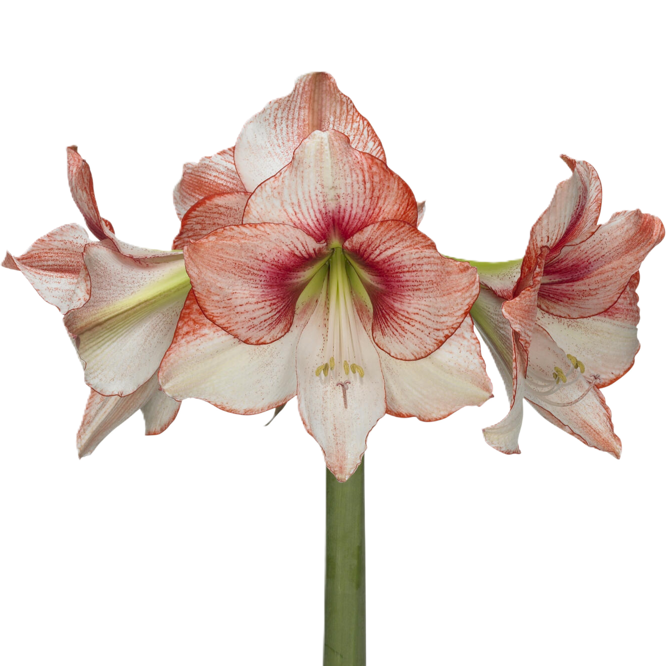 Amaryllis Krt.rot/weiss Showmaster X18