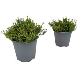 Thymian Citriodorus Aureus T14 H020