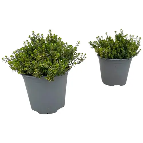 Thymian Citriodorus Aureus T14 H020