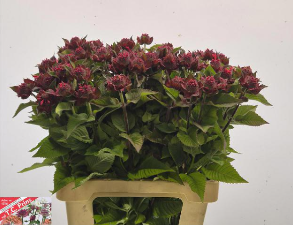 Monarda weinrot Anatasia 65cm