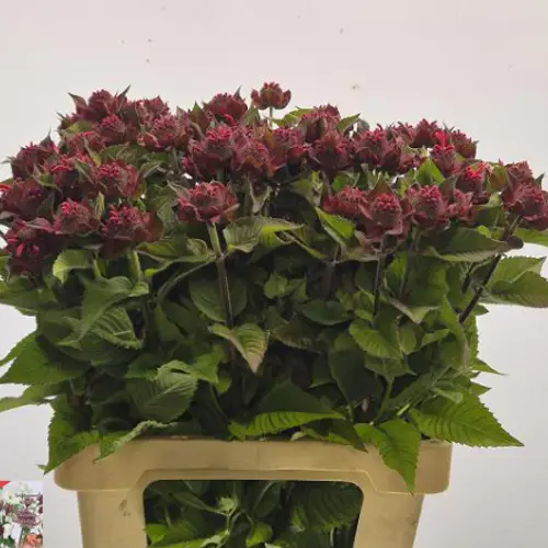 Monarda weinrot Anatasia 65cm